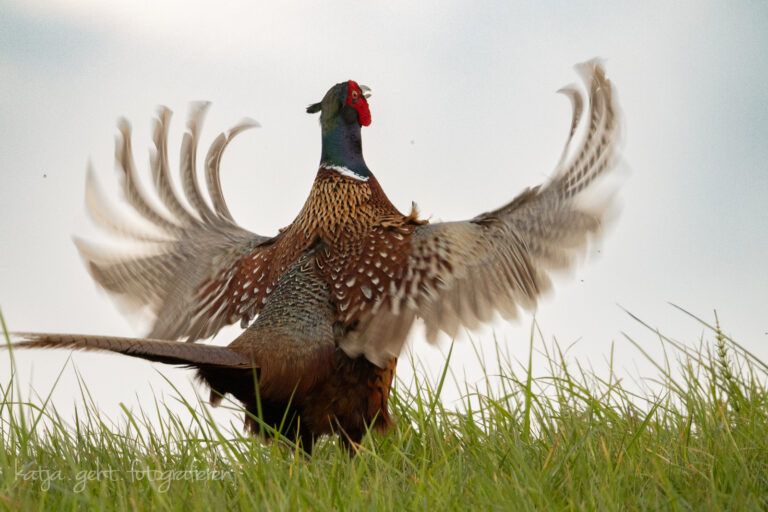 Wildlifefotografie - Ein Fasanenhahn steht in hohem Gras und schlägt mit den Flügeln, wie er es während und mit seinem Ruf immer macht