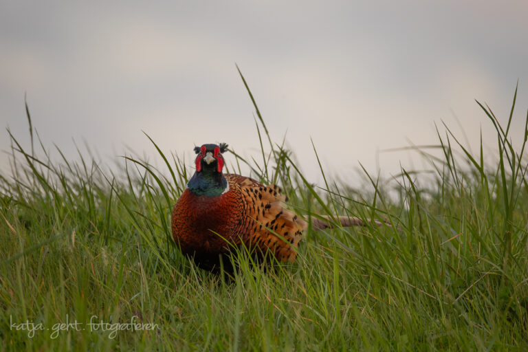 Wildlifefotografie - Ein Fasanenhahn steht auf einer Wiese und schaut sich um, sein Revier immer im Blick.