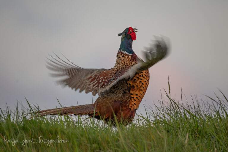 Wildlifefotografie - Ein Fasanenhahn steht in hohem Gras und schlägt mit den Flügeln, wie er es während und mit seinem Ruf immer macht