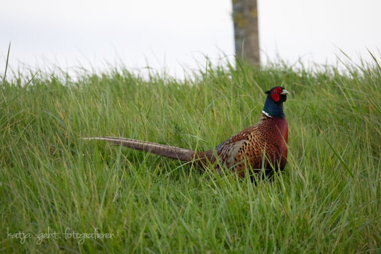 Wildlifefotografie - Ein Fasanenhahn steht auf einer Wiese und schaut sich um, sein Revier immer im Blick.