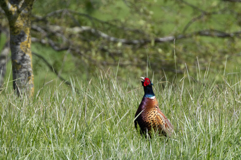 Wildlifefotografie - Ein Fasanenhahn steht auf einer Wiese und streckt sich für sein Ritual zum Rufen.