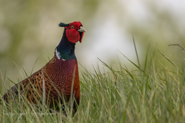 Wildlifefotografie - Ein Fasanenhahn steht auf einer Wiese und schaut sich um, sein Revier immer im Blick.