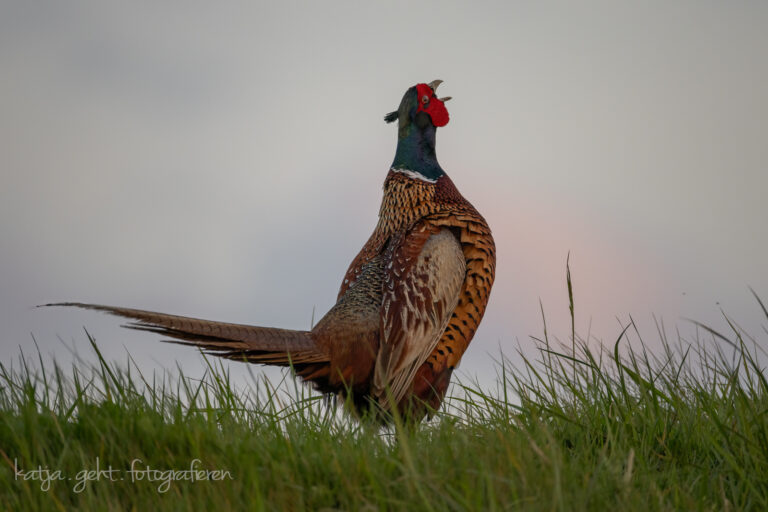 Wildlifefotografie - Ein Fasanenhahn steht auf einer Wiese und streckt sich für sein Ritual zum Rufen.