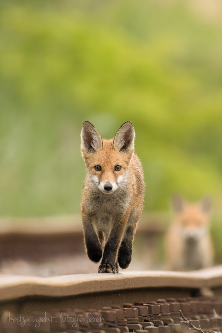 Wildlifefotografie - Jungfuchs läuft auf Bahngleise auf mich zu, im Hintergrund sieht man einen weiteren Jungfuchs.