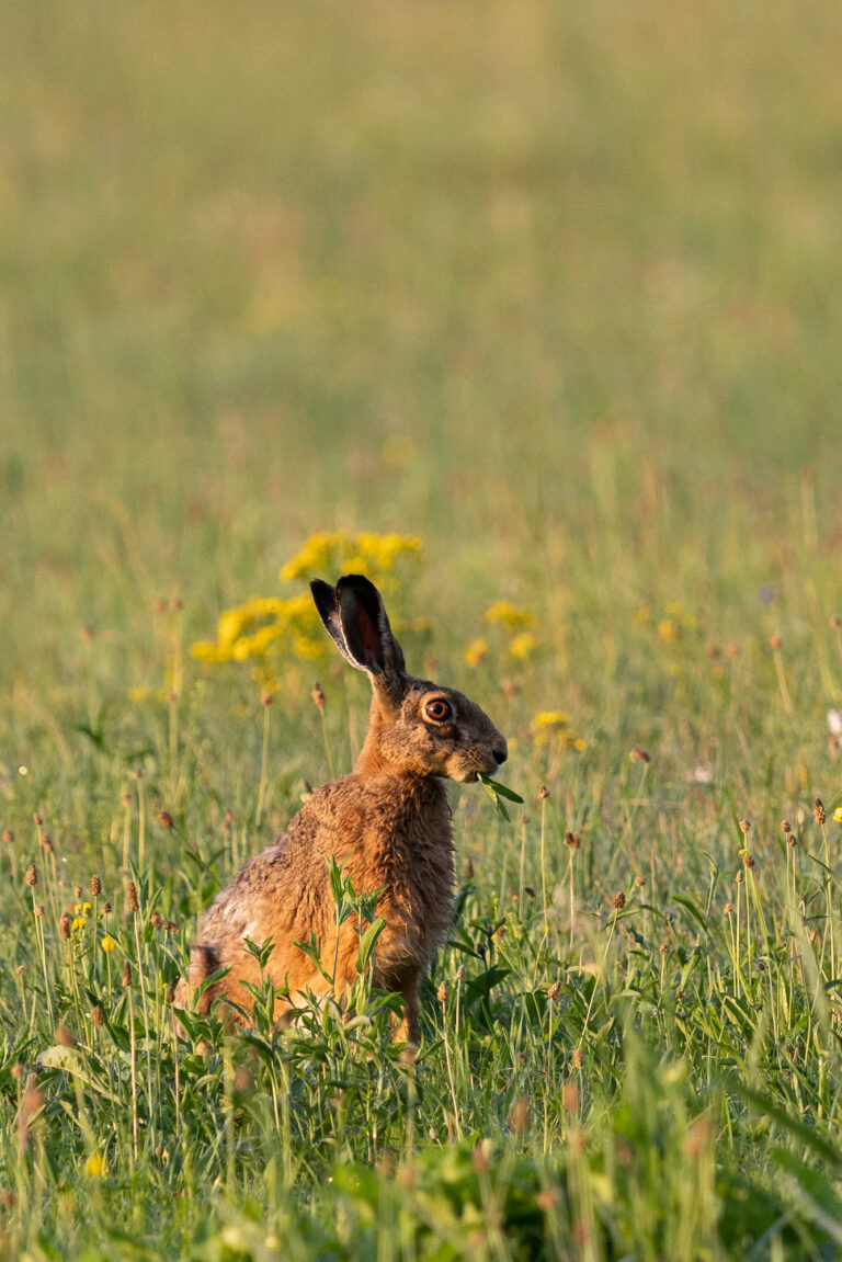 Wildlifefotografie - ein Feldhase am Frühstücken, wenn man regungslos da sitzt sieht der Hase ein nicht.