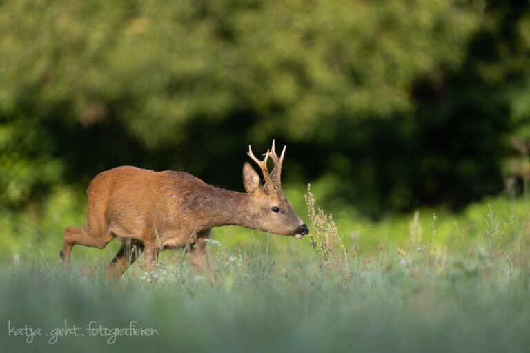 Wildlifefotografie - ein Rehbock von der Seite, er schaut nach rechts und riecht an einer Pflanze, im Hintergrund sieht man verschwommen den Wald, von der Sonne angeleuchtet.