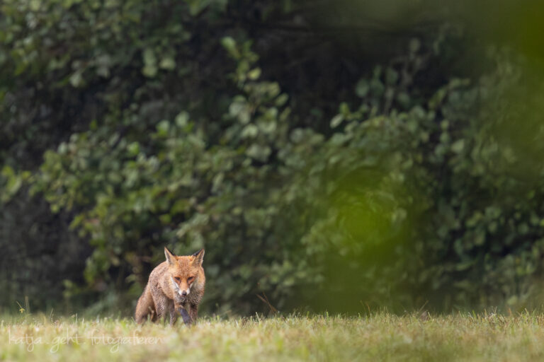 Wildlifefotografie - ein Fuchs läuft über eine Wiese direkt auf mich zu, er sieht mich aber nicht und der Wind steht auch gut.