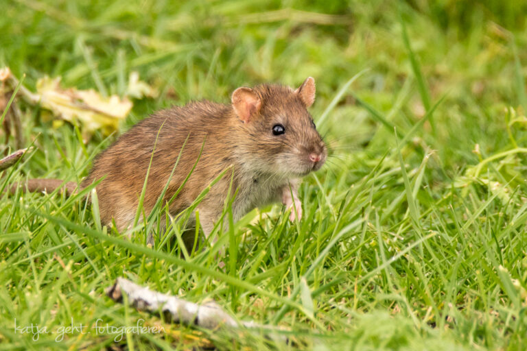 Wildlifefotografie - eine Wanderratte läuft über eine Wiese.