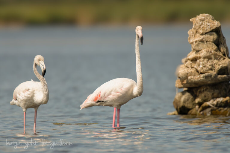 Wildlifefotografie - zwei Flamingos stehen im Wasser, rechts sieht man ein Stein im Hintergrund.