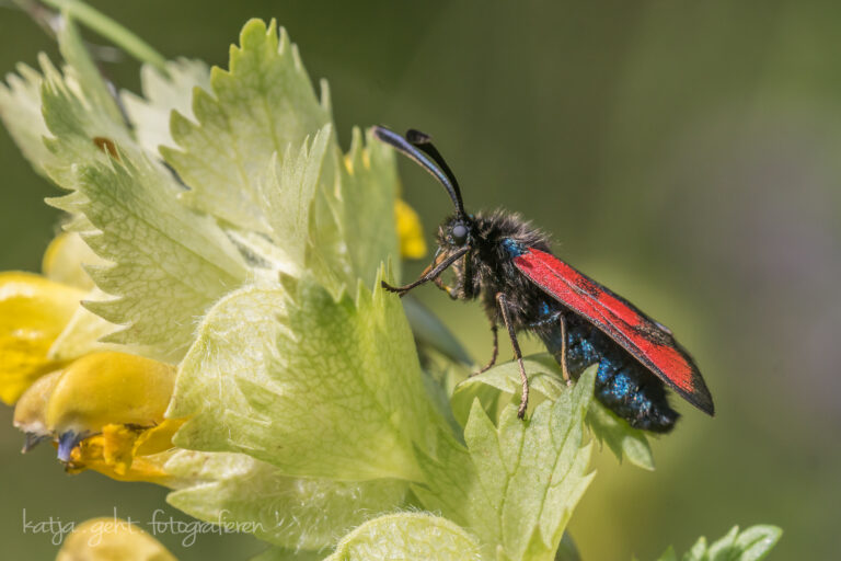 Makrofotografie - ein Thymian-Widderchen auf einer Blume.