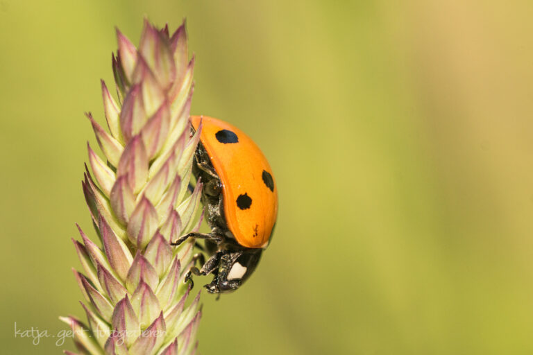 Makrofotografie - ein Siebenpunkt-Marienkäfer auf einem Grashalm