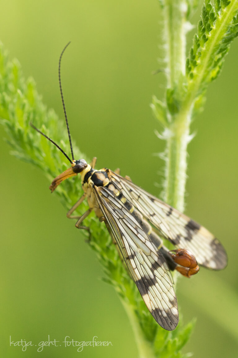 Makrofotografie - eine männliche Skorpionsfliege in einer Wiese