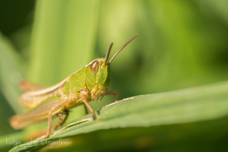 Makrofotografie - eine Feldheuschrecke auf einem Grashalm