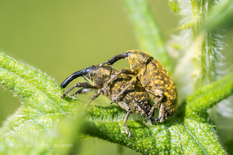 Makrofotografie - man sieht zwei Distelrüsselkäfer auf einer Distel bei der Paarung.