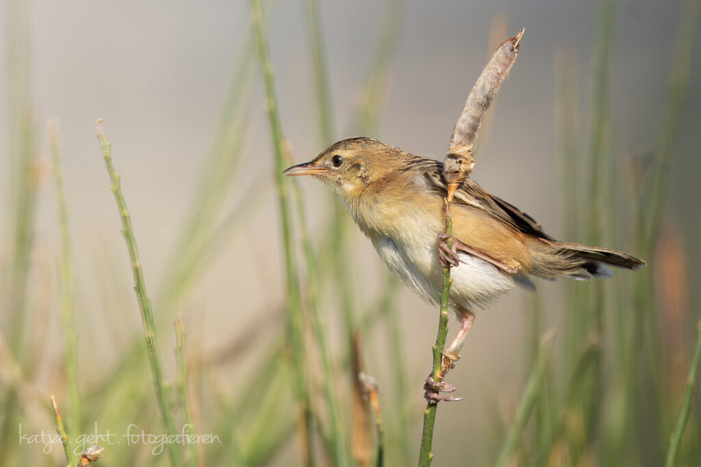 Wildlifefotografie - wahrscheinlich ein Cistensänger in Südfrankreich an einem Etang, er hängt an einem kleinen Ast und schaut nach rechts