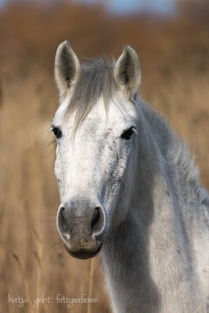 Pferdefotografie - ein Camarguepferd im Portrait, Ton in Ton mit dem Hintergrund.