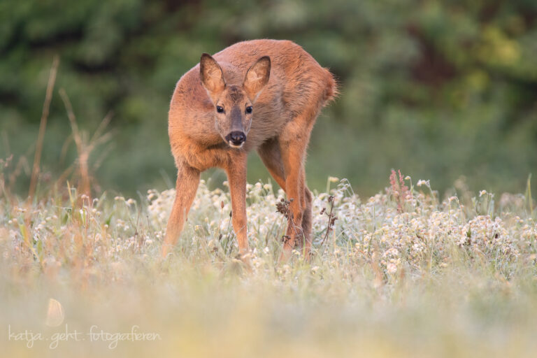 Wildlifefotografie - eine Ricke steht auf der Wiese und schaut mit gesenktem Kopf in meine Richtung, sie weiß das ich da bin, sieht mich aber nicht, weil ich auf dem Boden liege.