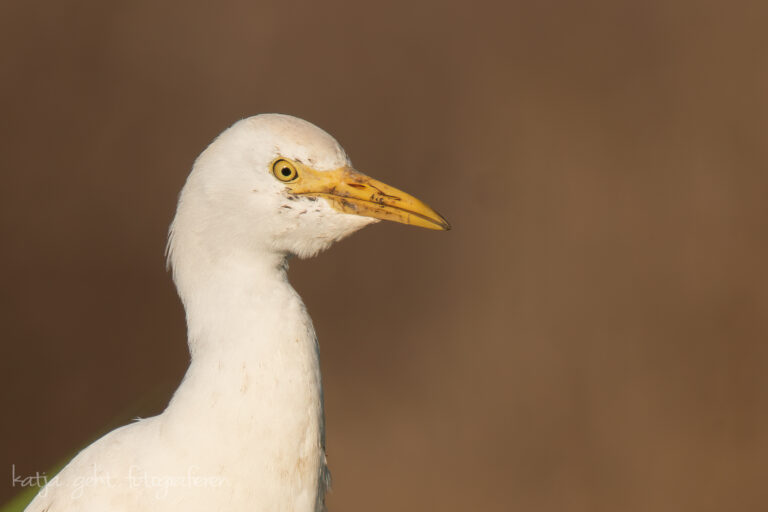 Wildlifefotografie - Kuhreiher im Portrait