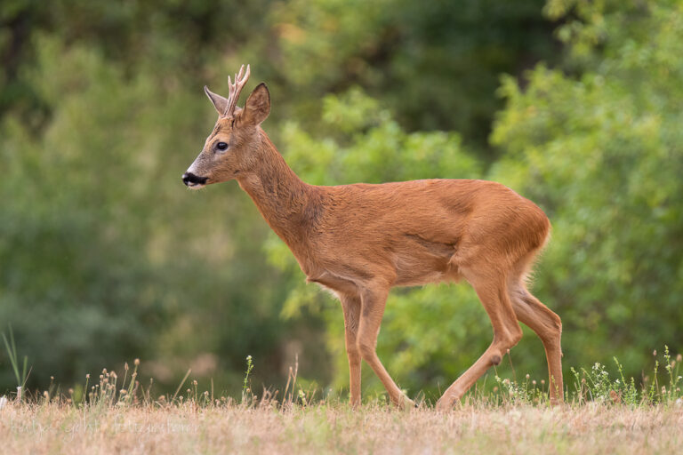 Wildlifefotografie - ein Rehbock läuft von rechts nach Links, er ist formatfüllend auf dem Foto und der Hintergrund ist unscharf.