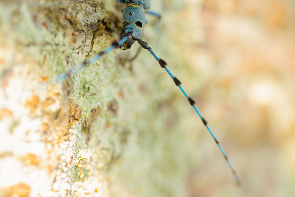 Makrofotografie - ein Alpenbockkäfer der durch seine blaue Farbe und den schwarzen Punkten auffällt sitzt auf einem Stück Buchenholz.