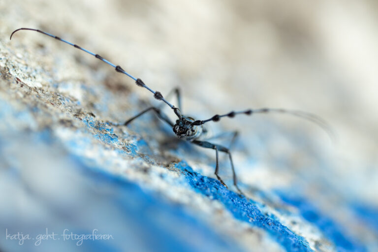 Makrofotografie - ein Alpenbockkäfer der durch seine blaue Farbe und den schwarzen Punkten auffällt sitzt auf einem Stück Buchenholz.