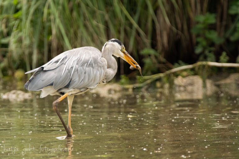 Wildlifefotografie - ein Graureiher steht im Wasser, man sieht in von der rechten Seite, er hat einen Fisch im Schnabel - Mahlzeit!