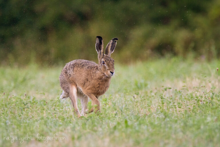 Wildlifefotografie - ein Feldhase hoppelt gemütlich über eine Wiese genau in meine Richtung