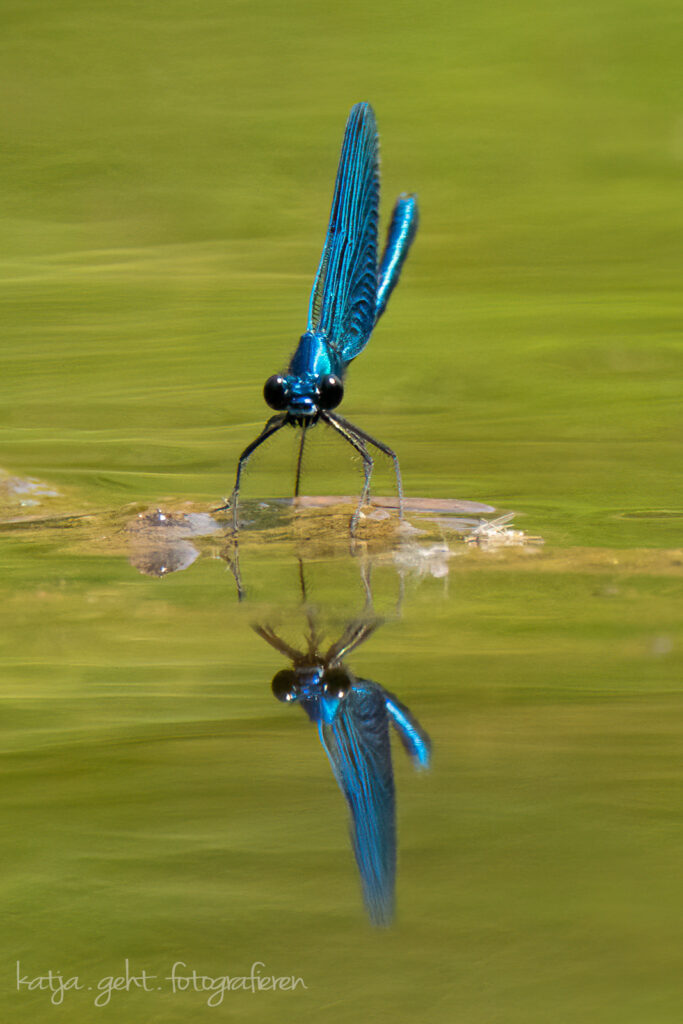 Makrofotografie - Prachtlibelle sitzt auf dem Wasser mit einer Spiegelung unterhalb.