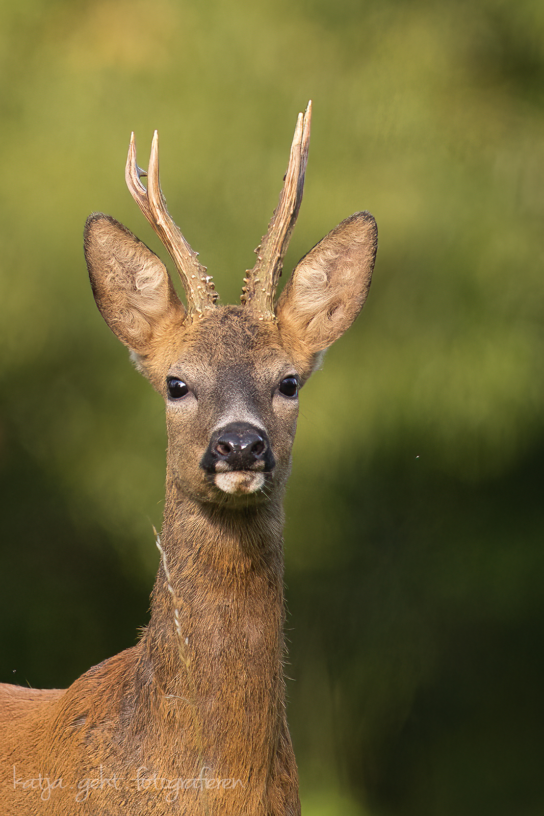 Wildlifefotografie - Ein Rehbock in der Morgensonne. Portrait mit erhobenen Hauptes.