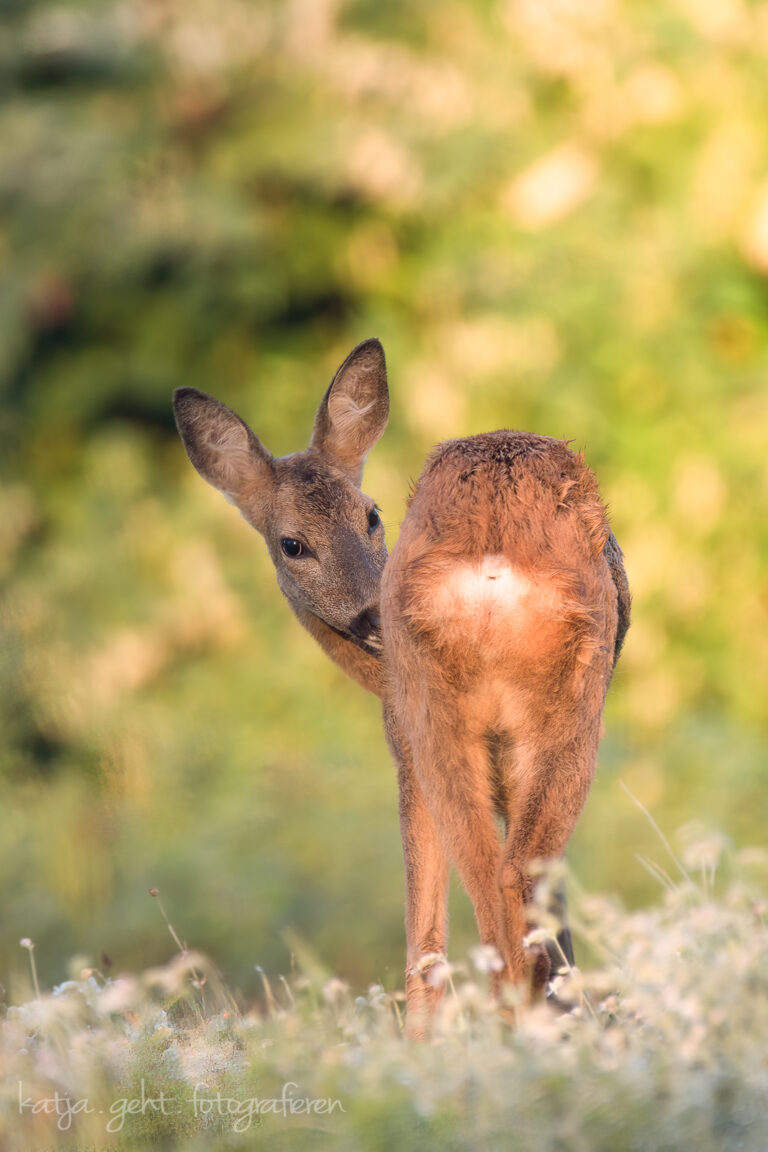 Wildlifefotografie - eine Ricke steht in der morgentlichen Sonne und putzt sich und schaut direkt in die Kamera.