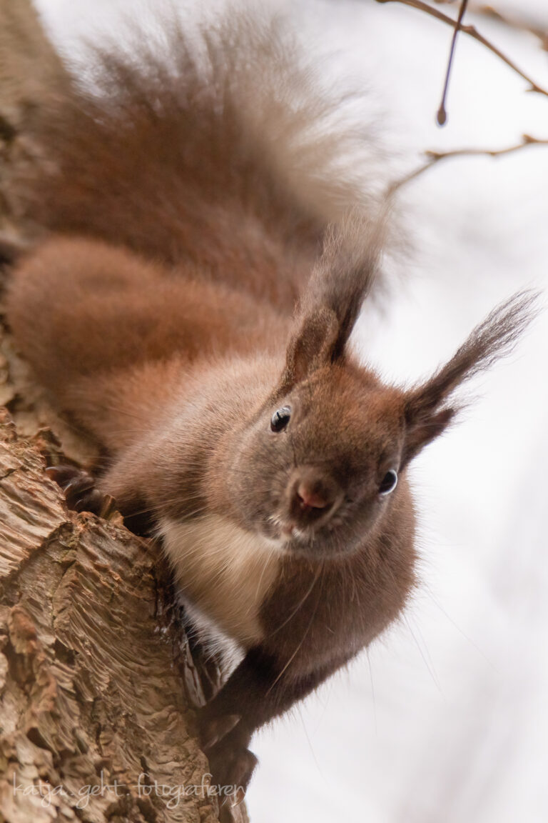 Wildlifefotografie - Ein Eichhörnchen kommt den Baum herunter geklettert und keckert, hast Du ne Nuss?